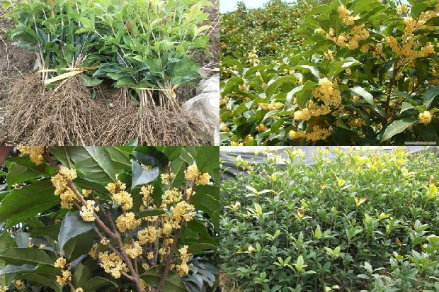 前种桂花后中榉树1679539693922