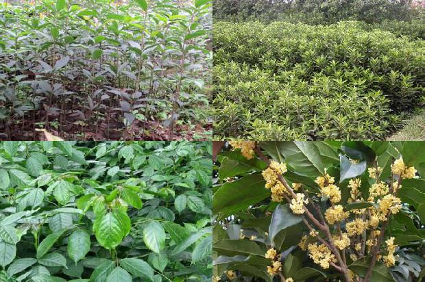 孕妇可以喝桂花茶吗初期1689381551358