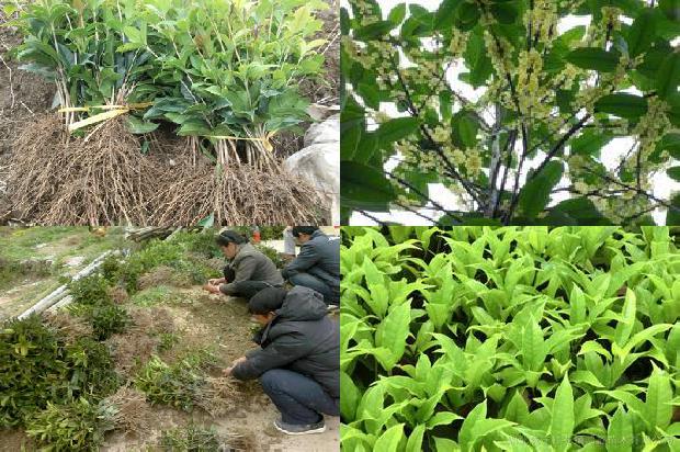 桂花树种植位置与风水1679539760451