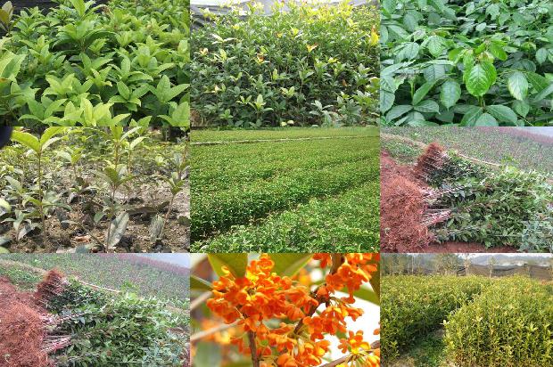 桂花树北方可以露天种植吗冬天1679540290970