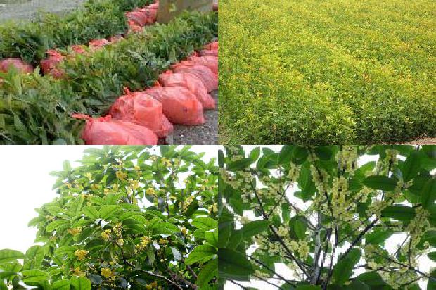 桂花树北方可以露天种植吗冬天1679540291065