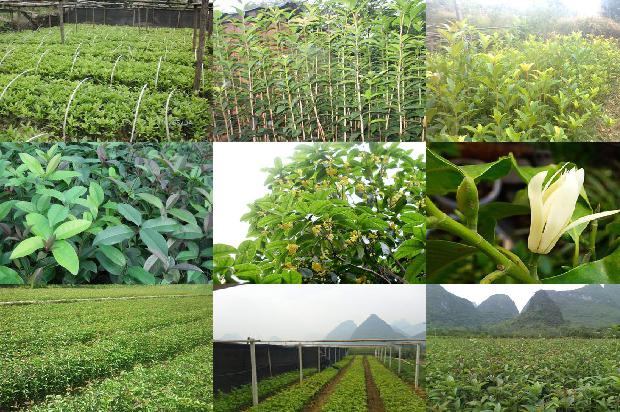 桂花生桩怎么种植方法1688345324872