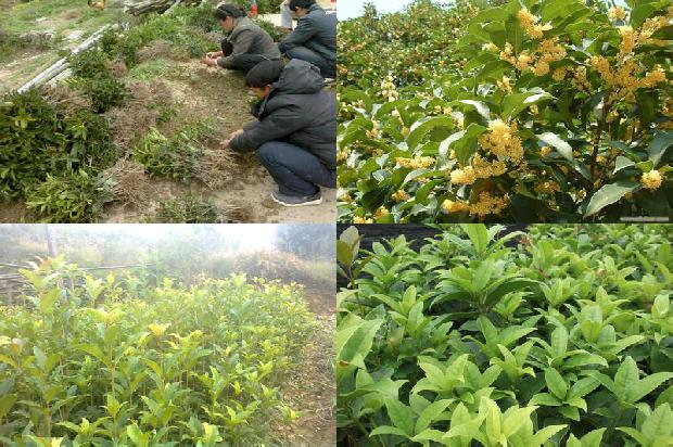 桂花树的果实有什么用处和功效与作用1679626608692