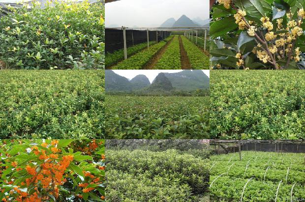 桂花树的果实可以干什么1679628172878