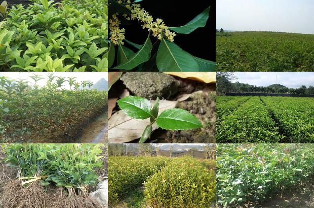 桂花果实可以泡茶喝吗1679628653367