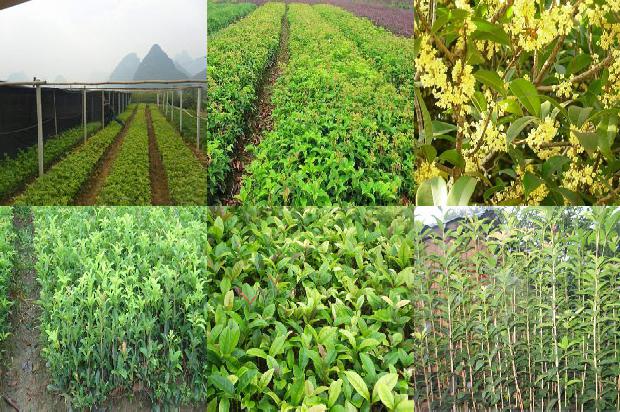 桂花树果实可以吃吗有毒吗1679629846796