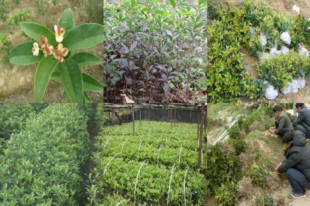 桂花树结的果子怎样食用最好1679631345430