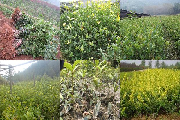 桂花树每年都结果吗1679632904664