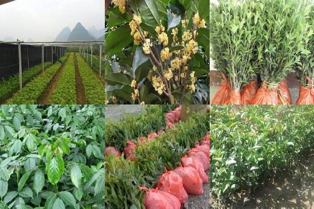 桂花树每年都结果吗1679632904711