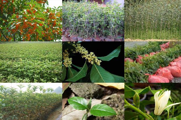 桂花果实能发芽么1679633144215