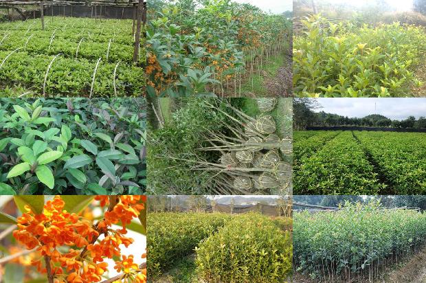 桂花树有结果子吗?1679633299883