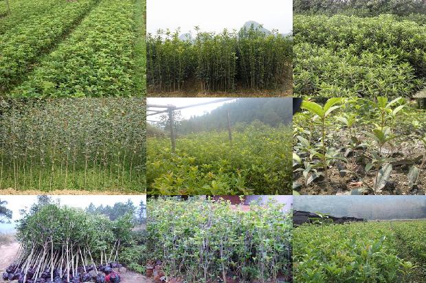 桂花树实生苗几年开花结果1679633419412
