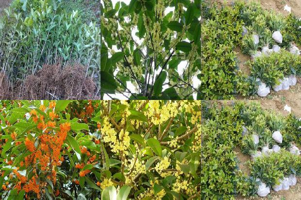 桂花树实生苗是怎么种植的1679633506451