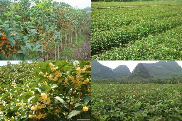 桂花树树枝有毒吗1679634257994
