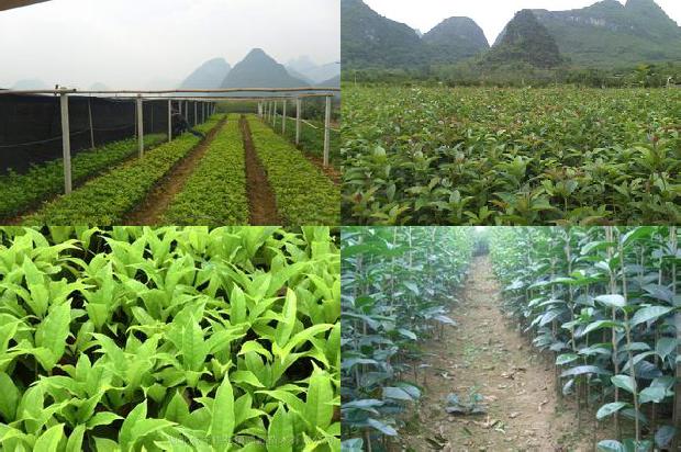 桂花果怎么食用方法与用量1679635636944