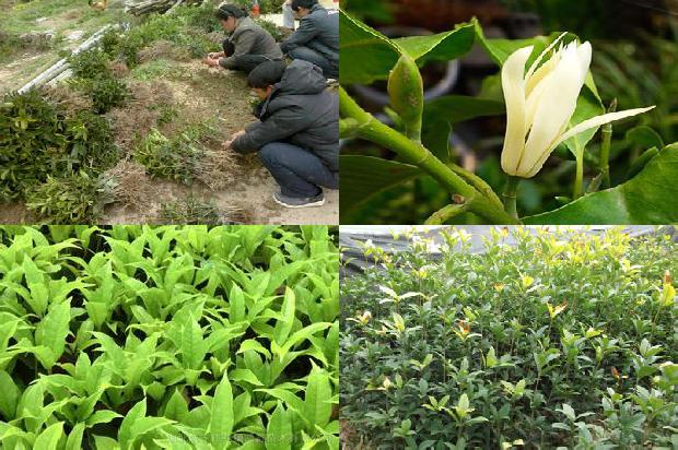 桂花树有果实么1679636630553