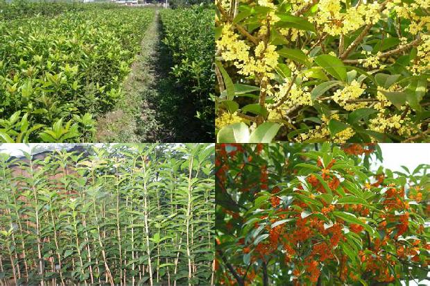 哪种桂花树香味好一点1690504291731