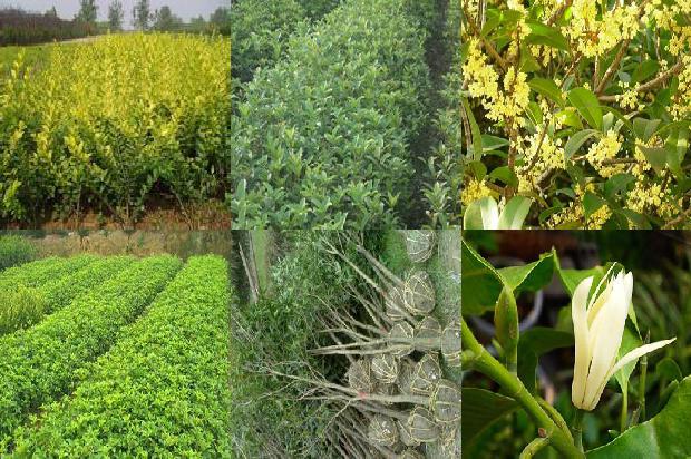 桂花树用多大的盆栽最好1679704661136