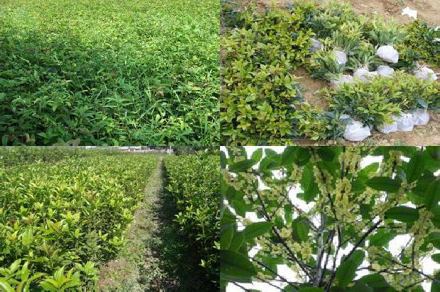 怎么样养桂花树1679704946157