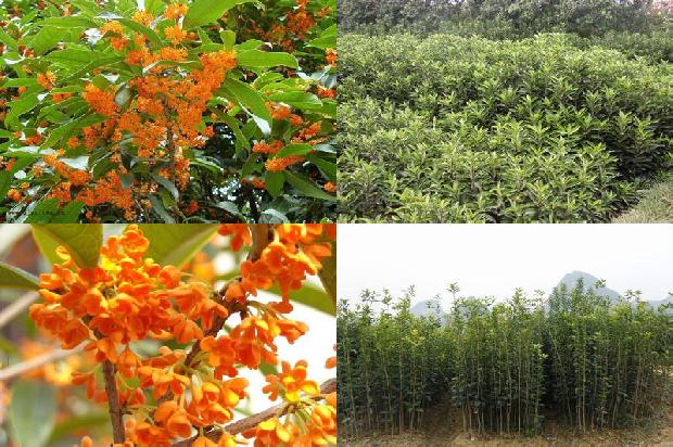 盆栽四季桂花怎么栽植的1679705042507