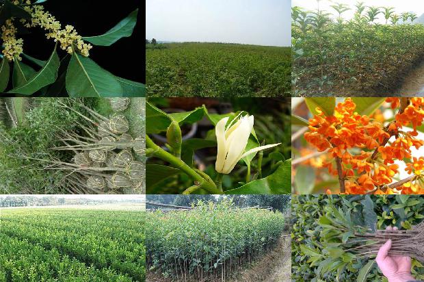 盆栽四季桂花怎么栽植的1679705042554