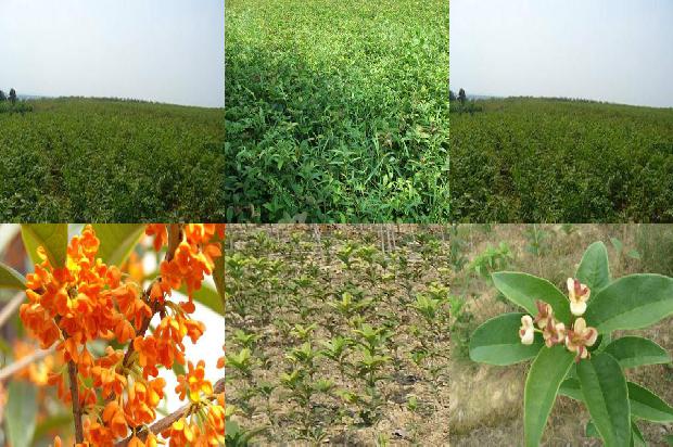 盆栽四季桂花怎么栽植的1679705042602