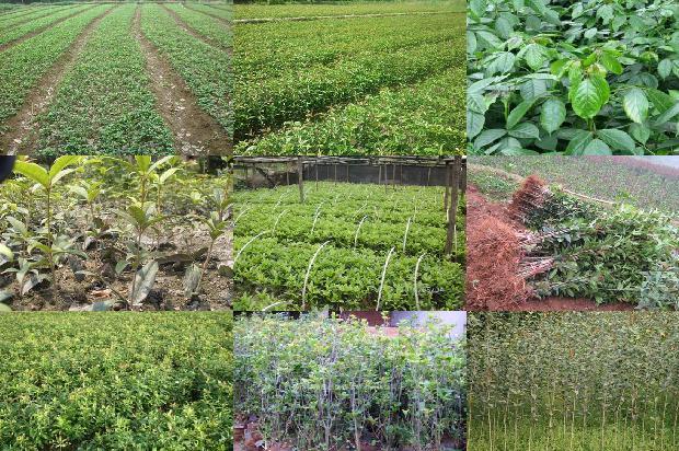 广东四季桂花树一年开几次花啊1679705638393