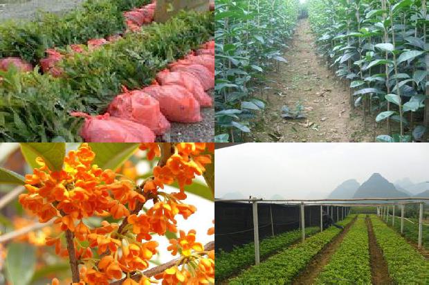 广东四季桂花树一年开几次花啊1679705638441