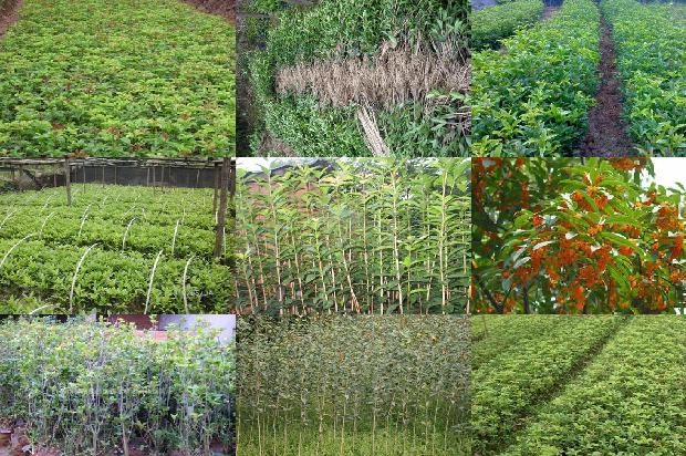 四季桂几年开花?每个月都开花的桂花1679705819658
