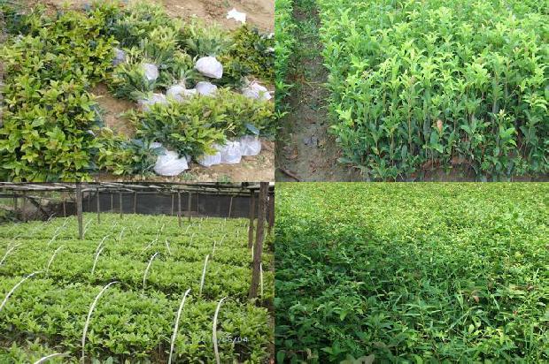 家里栽桂花树的风水1679706325405