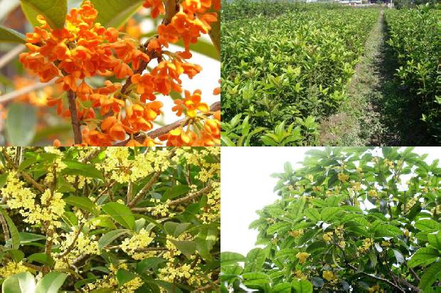 桂花树能不能栽家里养1679706428217