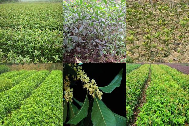 怎样做桂花茶既简单又好1689034223850