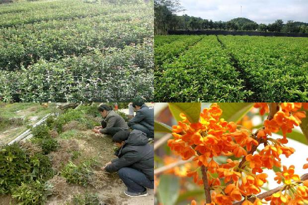 什么季节适合修剪桂花树1679707740441