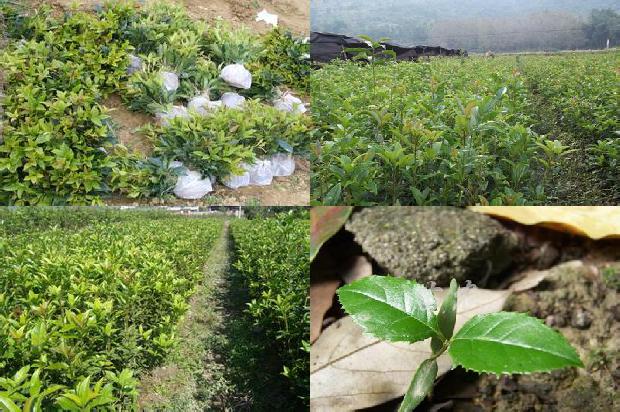 大量出售桂花树的广告语怎么说1690331485619