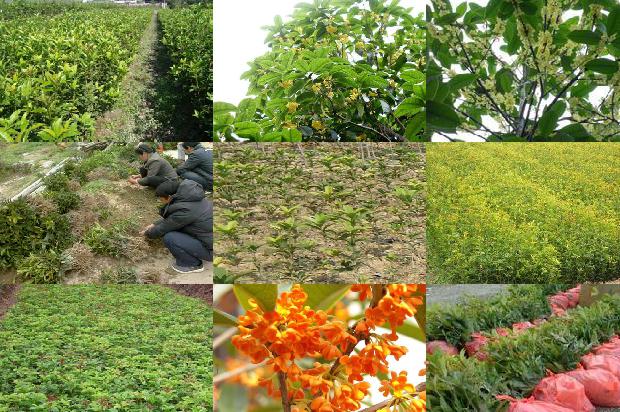 银桂花一年开几次花1688861660340