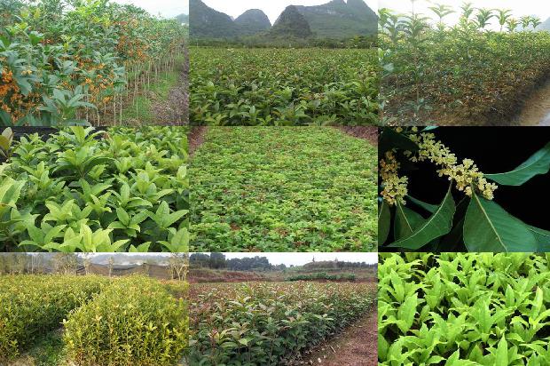 桂花可以和茶叶桂圆一起泡吗1689577095884