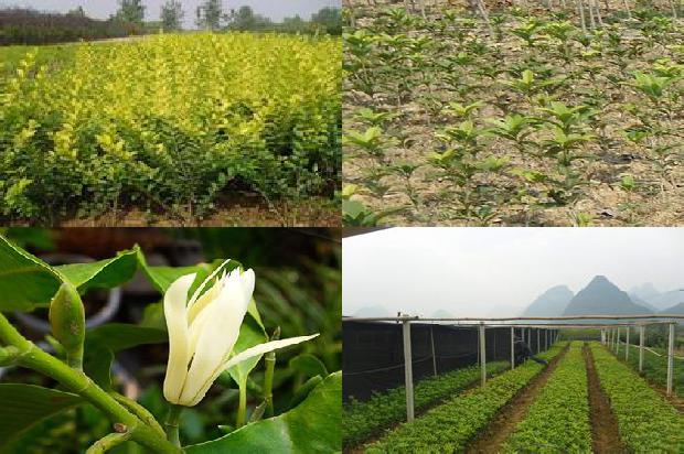 桂花果泡水是干的还是湿的1679710562599