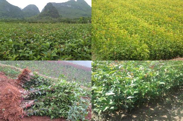 桂花鱼苗的养殖方法1688521031666