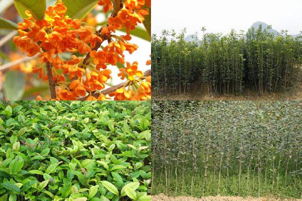 桂花的花语和象征以及桂花的性格特点1679713232479