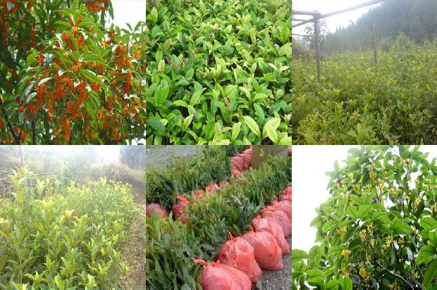新买来的桂花苗怎么样种植好1688519779960
