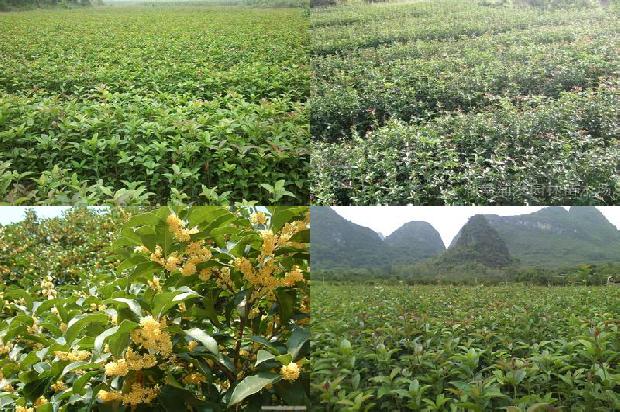 淡水桂花鱼多少钱一斤1679791455372