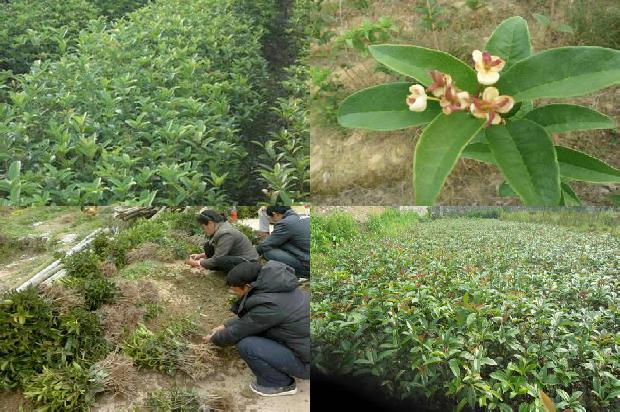 桂花鱼刺多还是鲈鱼刺多1679791875616