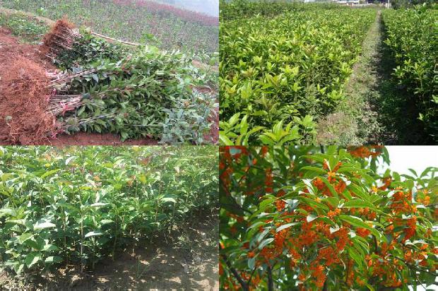 桂花和茶叶一起泡有什么功效1679792878121