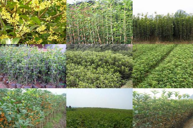 桂花和茶叶一起泡有什么功效1679792878169