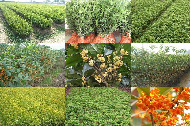 桂花和茶叶一起泡有什么功效1679792878216