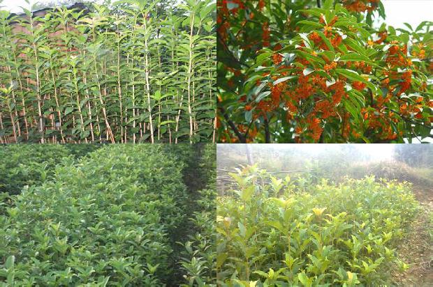 一亩能种多少5公分桂花树呢1690763625184