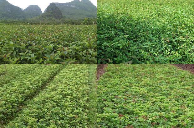 桂花树几月份开花?1679793617061