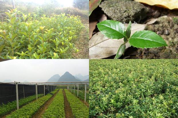桂花树什么时候开花?什么季节结果呢1679793716778