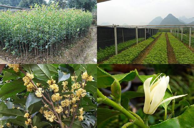 桂花树什么时候开花?什么季节结果呢1679793716870