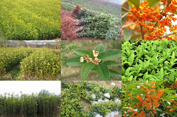 桂花树什么时候开花?什么季节修剪好1679793812596